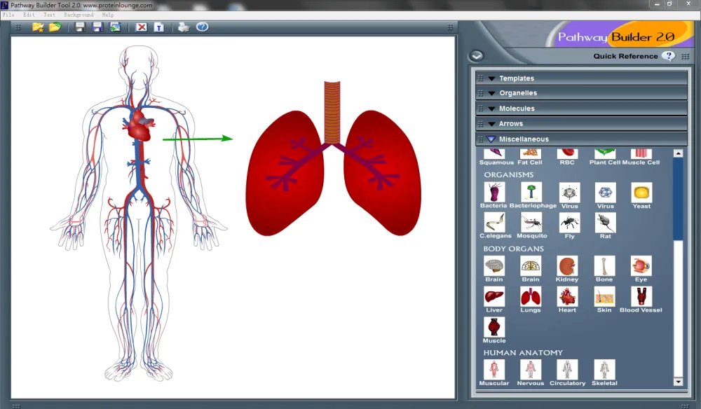 Pathway Builder Tool:便捷信号通路绘图软件