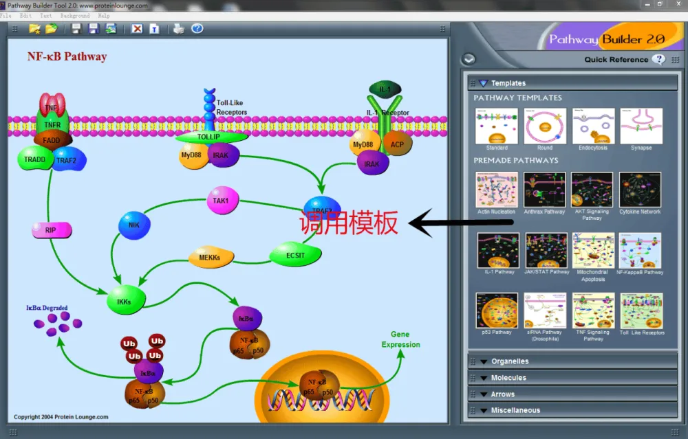 Pathway Builder Tool:便捷信号通路绘图软件