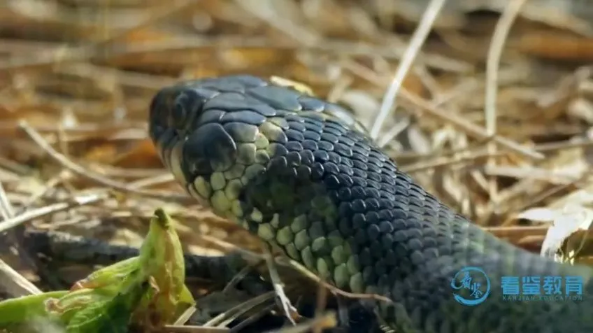 动物老师教发明:10大仿生科技启蒙课