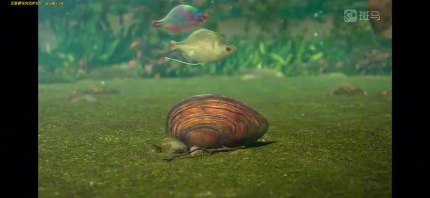 斑马百科：鱼类探秘全指南