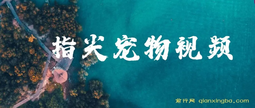 指尖宠物视频项目：1条视频涨粉1700，单日变现5000+