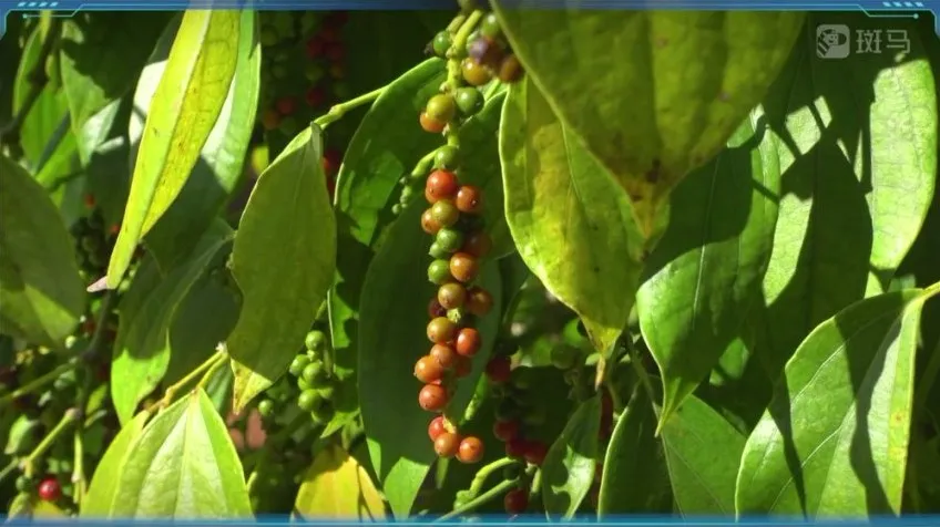 斑马百科：食物的科学之旅——从酸甜苦辣到中西餐文化