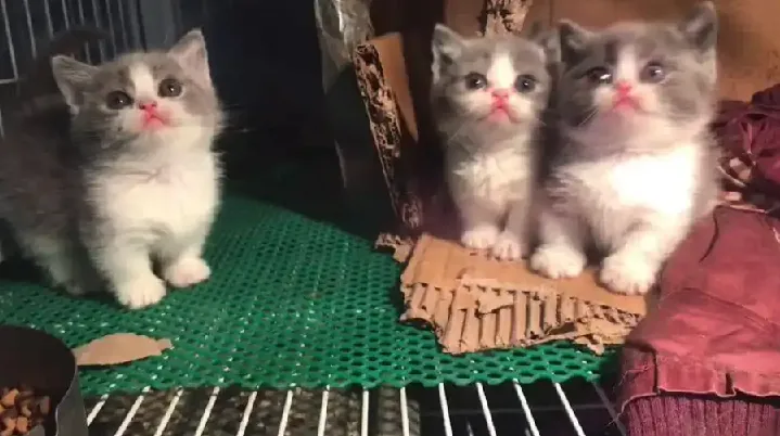 萌宠短视频运营实操课：萌宠好物带货从基础到进阶