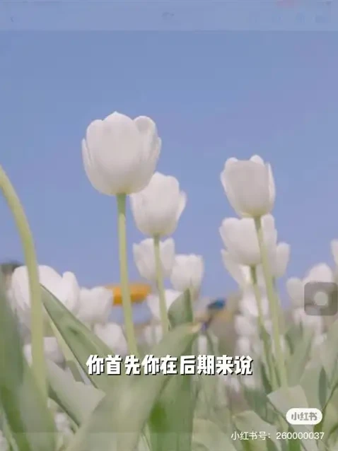 伍伍老师摄影教程：从基础到高级的全方位摄影攻略