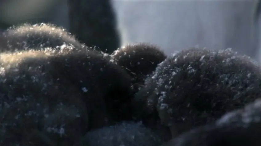 安迪的动物宝宝（全20集）