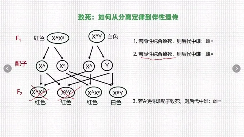 孟德尔遗传学实战精讲：从分离定律到自由组合定律
