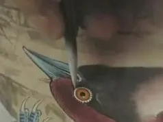 180讲工笔花鸟技法大全:牡丹、八哥、蝴蝶、禽鸟绘画教学