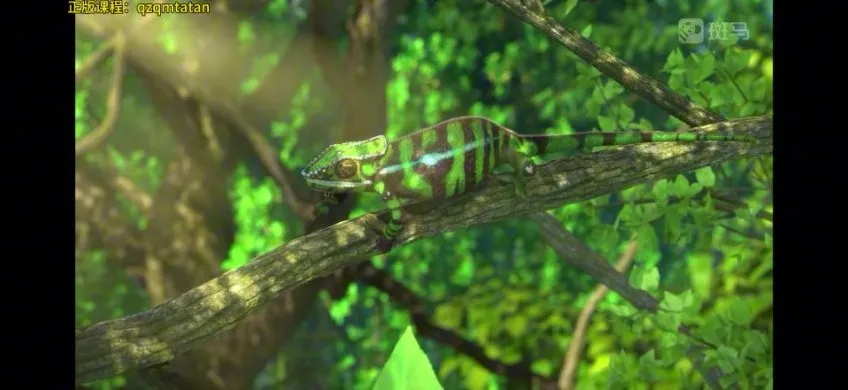 斑马百科：非洲动物世界探秘