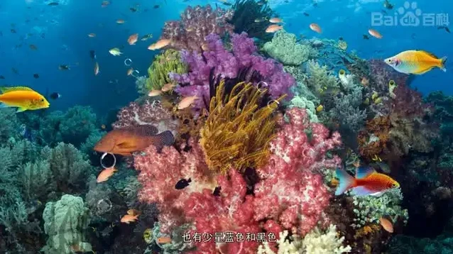 620本幼儿园绘本及教学视频:全面提升儿童阅读与学习能力