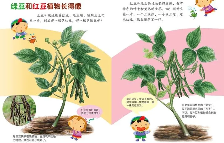 儿童健康科普绘本《豆豆食物》PPT