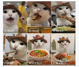 抖音可爱猫咪生活日记视频，新手副业涨粉变现全攻略