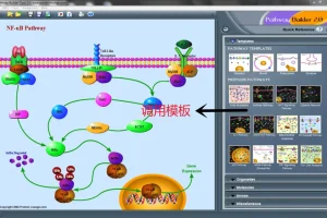 Pathway Builder Tool：便捷信号通路绘图软件