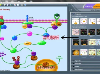 Pathway Builder Tool：便捷信号通路绘图软件
