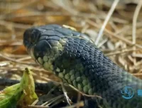 动物老师教发明：10大仿生科技启蒙课