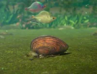 斑马百科：鱼类探秘全指南