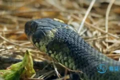 动物老师教发明：10大仿生科技启蒙课