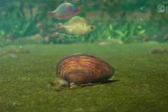 斑马百科：鱼类探秘全指南