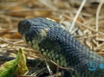 动物老师教发明：10大仿生科技启蒙课