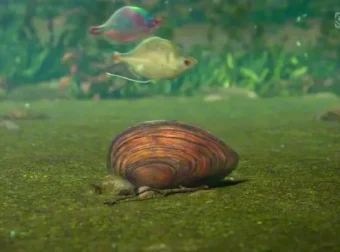 斑马百科：鱼类探秘全指南