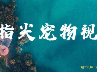 指尖宠物视频项目：1条视频涨粉1700，单日变现5000+