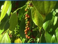 斑马百科：食物的科学之旅——从酸甜苦辣到中西餐文化