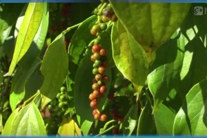 斑马百科：食物的科学之旅——从酸甜苦辣到中西餐文化