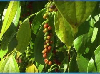 斑马百科：食物的科学之旅——从酸甜苦辣到中西餐文化