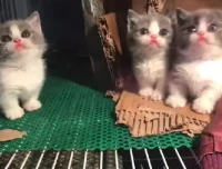 萌宠短视频运营实操课：萌宠好物带货从基础到进阶