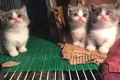 萌宠短视频运营实操课：萌宠好物带货从基础到进阶