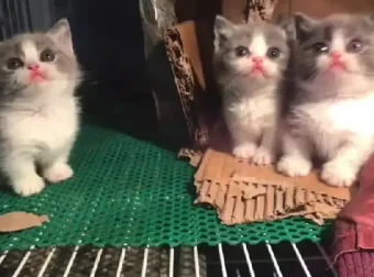 萌宠短视频运营实操课：萌宠好物带货从基础到进阶