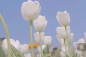 伍伍老师摄影教程：从基础到高级的全方位摄影攻略