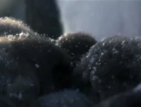 安迪的动物宝宝（全20集）