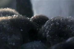 安迪的动物宝宝（全20集）