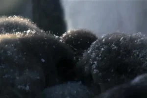 安迪的动物宝宝（全20集）