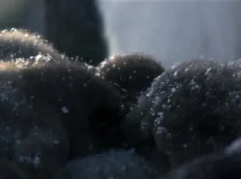 安迪的动物宝宝（全20集）