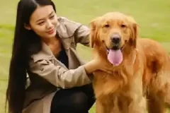 训狗教程视频：训狗师专业指导，零基础自学宠物训练课程