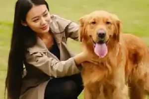 训狗教程视频：训狗师专业指导，零基础自学宠物训练课程