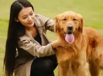 训狗教程视频：训狗师专业指导，零基础自学宠物训练课程