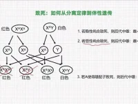 孟德尔遗传学实战精讲：从分离定律到自由组合定律