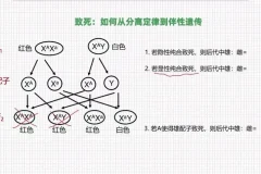 孟德尔遗传学实战精讲：从分离定律到自由组合定律