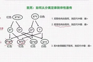 孟德尔遗传学实战精讲：从分离定律到自由组合定律