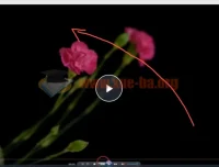 【会跳舞的花朵】频闪花卉创意摄影从零到精通视频教程