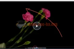 【会跳舞的花朵】频闪花卉创意摄影从零到精通视频教程