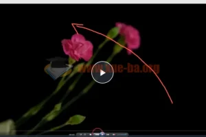 【会跳舞的花朵】频闪花卉创意摄影从零到精通视频教程