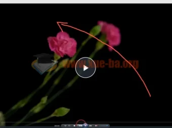 【会跳舞的花朵】频闪花卉创意摄影从零到精通视频教程