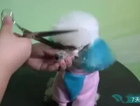 零基础驯狗师课程：幼犬训练与行为纠正全攻略