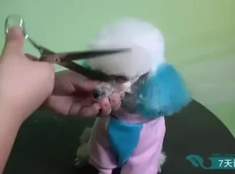 零基础驯狗师课程：幼犬训练与行为纠正全攻略