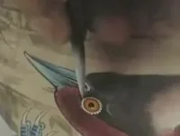 180讲工笔花鸟技法大全：牡丹、八哥、蝴蝶、禽鸟绘画教学