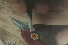 180讲工笔花鸟技法大全：牡丹、八哥、蝴蝶、禽鸟绘画教学