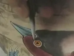 180讲工笔花鸟技法大全：牡丹、八哥、蝴蝶、禽鸟绘画教学